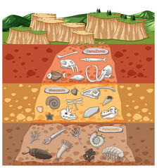 Scene with various animals bones and dinosaurs fossils in soil layers © blueringmedia