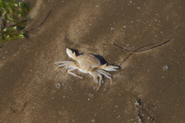 Common shore crab (Carcinus maenas) during low tide in Sankt Peter Ording, North Sea - Germany