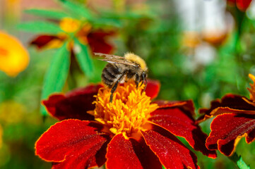 Close-up of a bee on a marigold on a blurred background