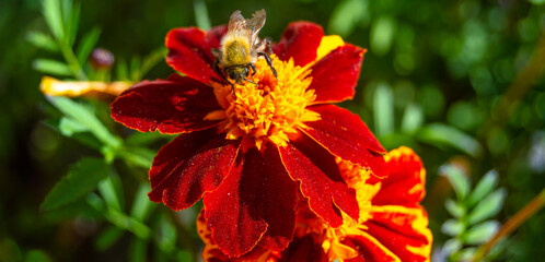 Close-up of a bee on a marigold on a blurred background