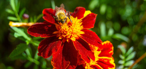 Close-up of a bee on a marigold on a blurred background