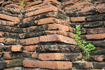 Wall form old Brick seed plant 