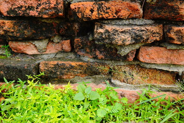 Wall form old Brick seed plant 