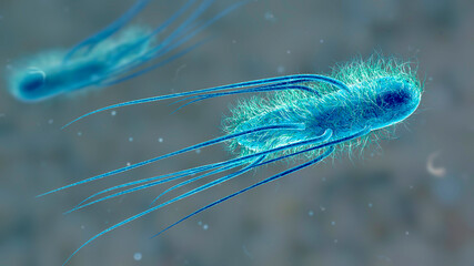 Escherichia coli bacteria, 3D illustration