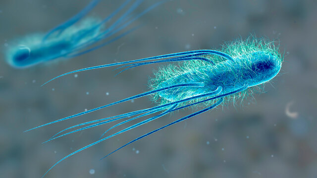 Escherichia coli bacteria, 3D illustration