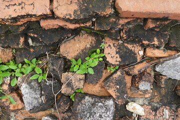 Wall form old Brick seed plant 