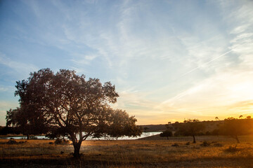 Sunset over cork oaks in Alentejo.