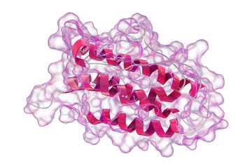 Molecular model of human erythropoietin - obrazy, fototapety, plakaty
