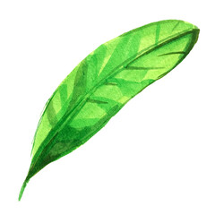 Fototapeta na wymiar Watercolor set of illustrated green summer leaf