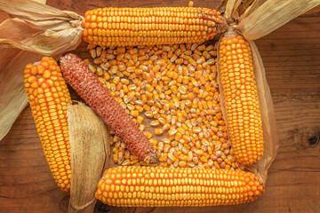 Fototapeta na wymiar Corncobs and grain on rustic wooden background, top view of harvested maize crops