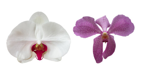 Naklejka na ściany i meble Isolated vanda or hybird orchid flower with clipping paths.