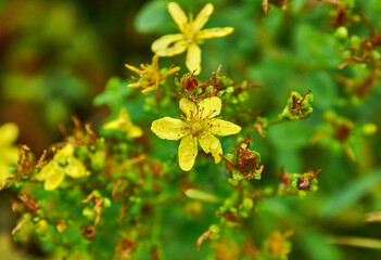Hypericum maculatum