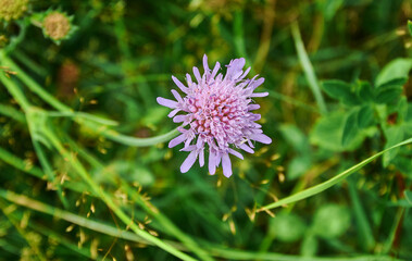 Knautia arvensis