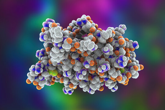 Molecular Model Of Human Erythropoietin