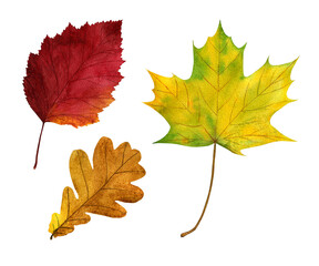Watercolour set of autumn leaves on a white background. Hand drawn illustration. Design elements. 