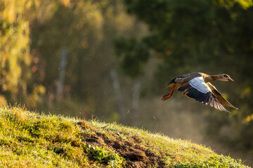 A nil goose or also called egyptian goose starting from a little hill at a sunny but cold day in...