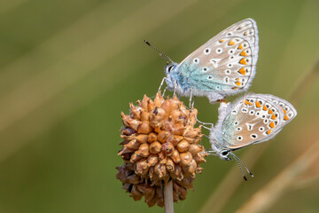 Mating Common blue