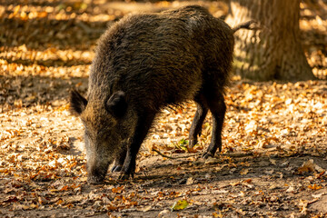 A wild boar walking through a forest in Hesse, Germany at a sunny day in autumn.