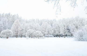 Trees and branches in the snow. Winter forest. Fabulous winter landscape, trees in the snow, cold, snowy winter