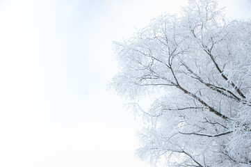 Trees, bushes in the snow in the park. Winter background, the texture of the branches in the snow