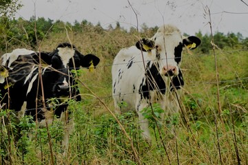 Zwei schwarz-weiße Kühe stehen auf der Weide und blicken in die Kamera