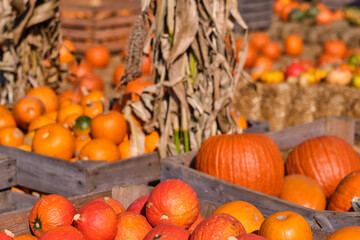 Still life harvest decoration for Thanksgiving