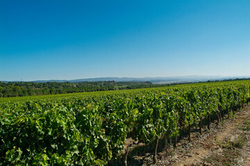Fototapeta na wymiar Paisaje de viñedos en el entorno de El Poblet, en la Conca de Barberá, que es una Denominación de Origen situada en el norte de la provincia de Tarragona, Catalunya.