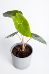 Alocasia baginda 'Pink Dragon' - Pfeilblatt on white background isolated , potted plant 