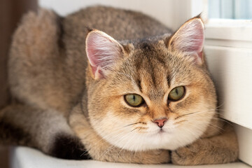 Beautiful British Shorthair Golden Chinchilla NY25