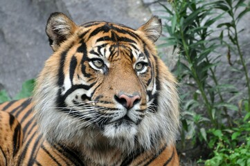 Sumatra Tiger