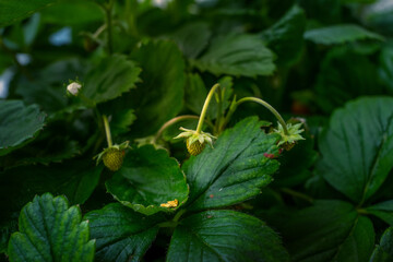Kleine Grüne Erdbeeren.