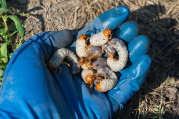 Larvae of European chafer in the left hand