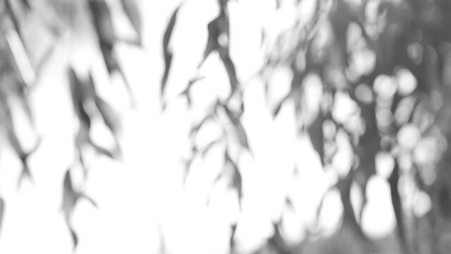 Close-up view 4k stock video footage of beutiful abstarct black and white natural background. Fresh unfocused organic foliage isolated on clear blue sky background. Sun flares glowing through twigs