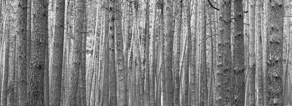 Beautiful black and white panorama with pine trees on black and white background in style of old black and white retro photo as sample of black and white photo