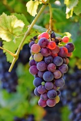 Grappolo d'uva rossa matura, pronta per la vendemmia nelle vigne del Trentino