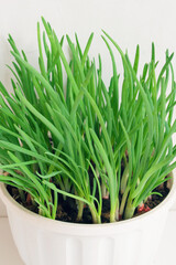 Growing green shallots. Planting onions at home. Close up. Selective focus.