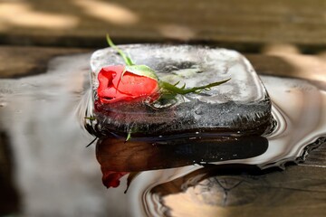 Rosa rossa intrappolata nel ghiaccio che si sta sciogliendo al sole con  riflesso e sfondo scuro