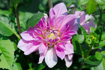 peony paeony piwonia buty kwiat różowy kwiaty ogrodowe ogród garden pinki flower flora rośliny piękne かおう 花王