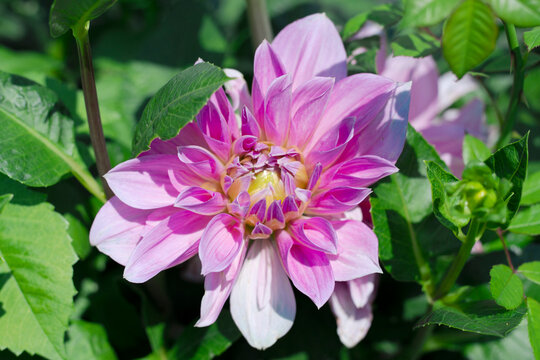peony paeony piwonia buty kwiat r&oacute;żowy kwiaty ogrodowe ogr&oacute;d garden pinki flower flora rośliny piękne かおう 花王