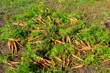 carrots are scattered on the ground