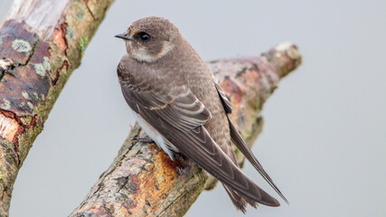 Sand Martin