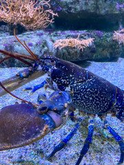 Homard bleu dans un aquarium