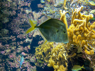 Poissons tropicaux dans un aquarium
