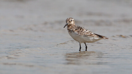 Sanderling in the water