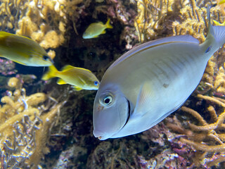 Poissons tropicaux dans un aquarium