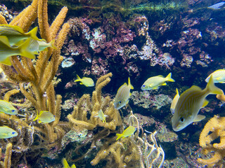 Poissons tropicaux dans un aquarium
