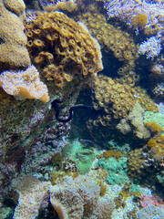 Murène tropical dans un aquarium