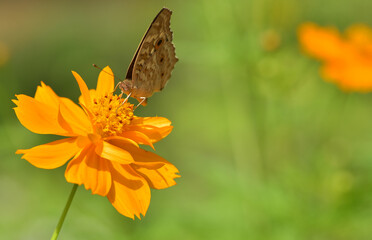 butterfly on orange daisy flower in the morning sun light is beautiful and fresh life in holidays.