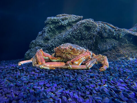 Araign&eacute;e de mer dans un aquarium