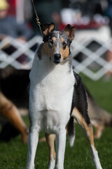 Smooth coated collie in the herding group at dog show